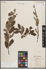 Foto von Salix cinerea L.